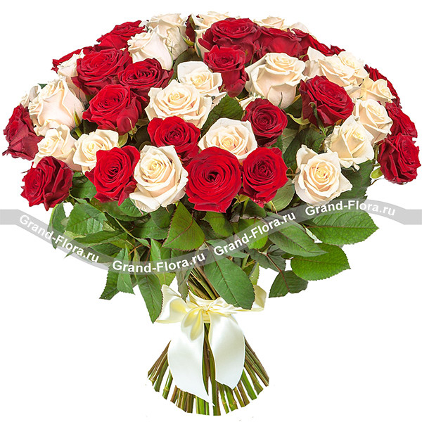 101 бело-красная роза (70 см)